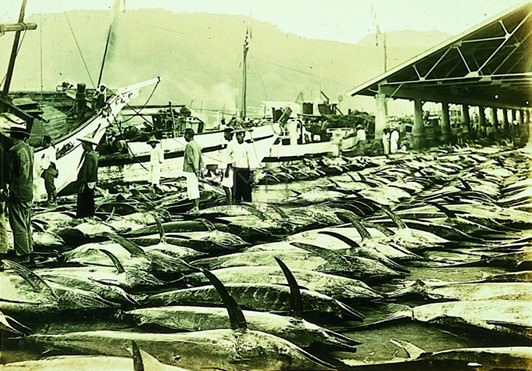 日治時期哨船頭漁港競標場的大量魚獲